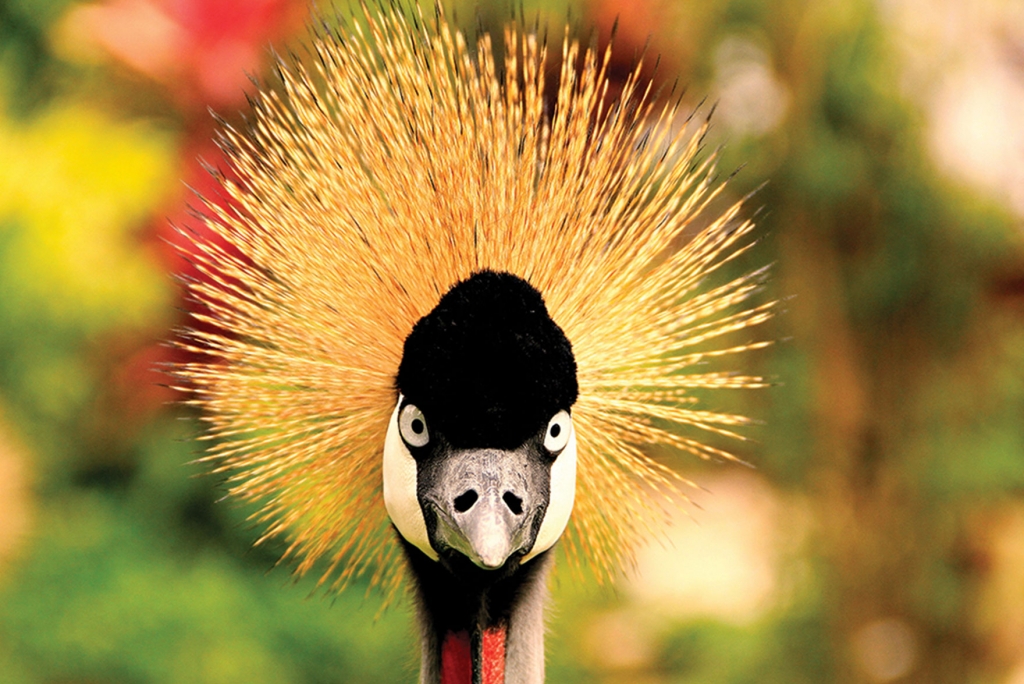 Crested Crane