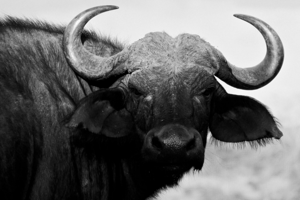 Buffalo Bull